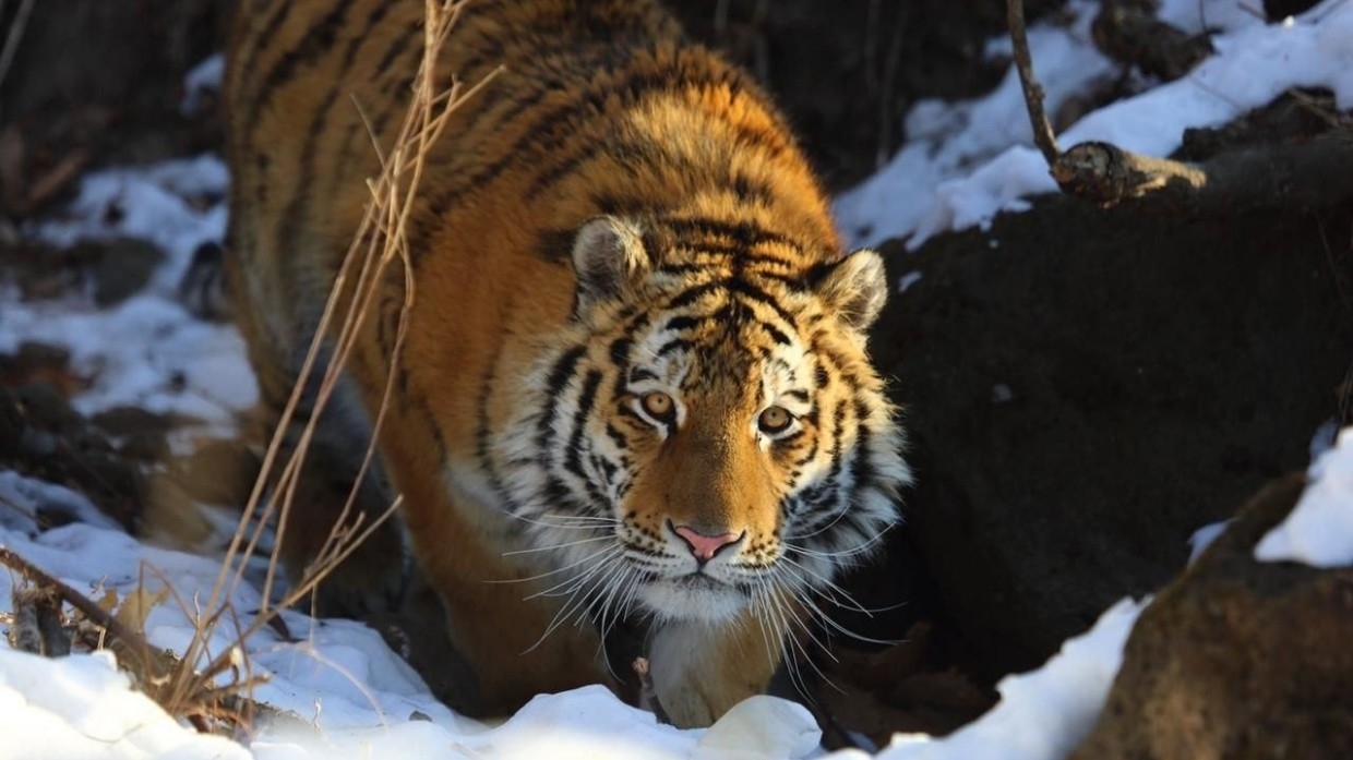 Сихотэ-Алинский заповедник Амурский тигр