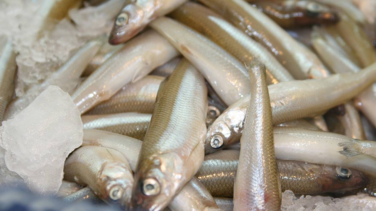 Приморские рыбаки с начала года выловили более 625 тысяч биоресурсов