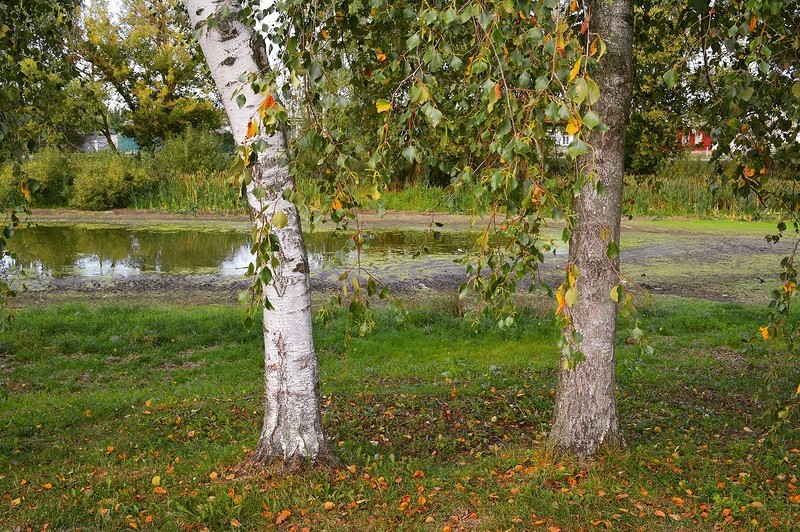 Село Чуровичи. Чем живёт Брянская область путешествия, факты, фото