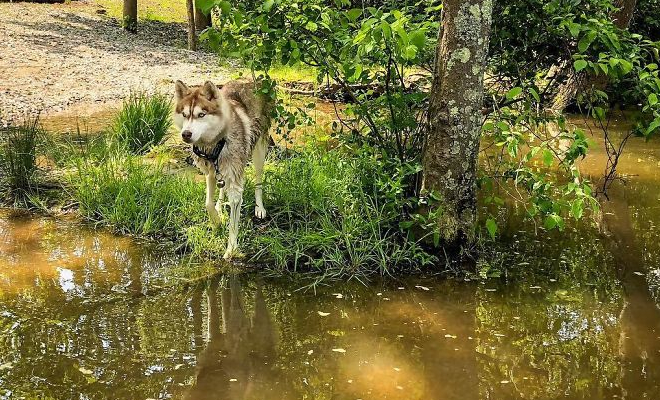 Собака повела свою хозяйку лес и остановилась у коробки в кустах. Зверь словно знал, что внутри