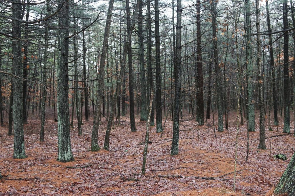 «Церемонии» – эпохальный роман ужасов о древних ритуалах, готической литературе и страхе городских перед деревней «Церемонии» – эпохальный роман ужасов о древних ритуалах, готической литературе и страхе городских перед деревней