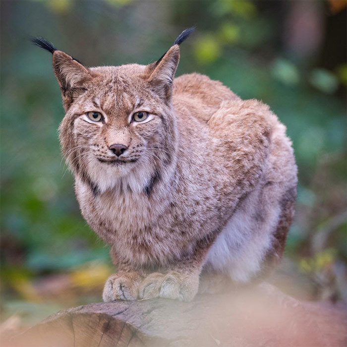 Что происходит в природе, когда никто не видит: 20 изумительных фото Дика ван Дуйна Что происходит в природе, когда никто не видит: 20 изумительных фото Дика ван Дуйна интересное,природа,фотография