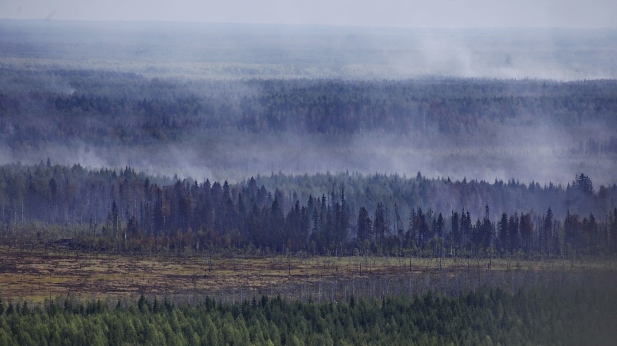 МЧС заявило о значительном снижении числа лесных пожаров в России