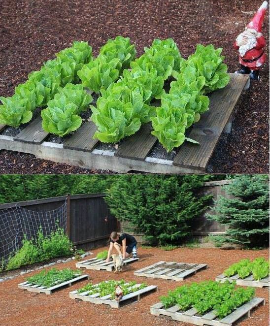 Alternative Gardning: How to Turn a Pallet into a Garden: 