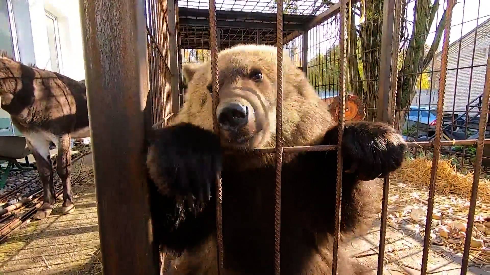 Спасенному в Карачаево-Черкесии медвежонку нашли новый дом в Ленобласти