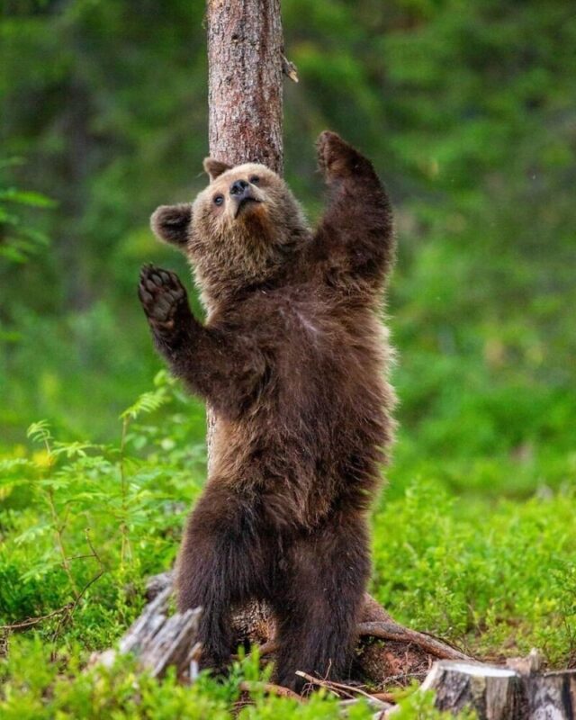 Фотография: Впечатляющие работы фотографа дикой природы Андрея Гудкова №34 - BigPicture.ru