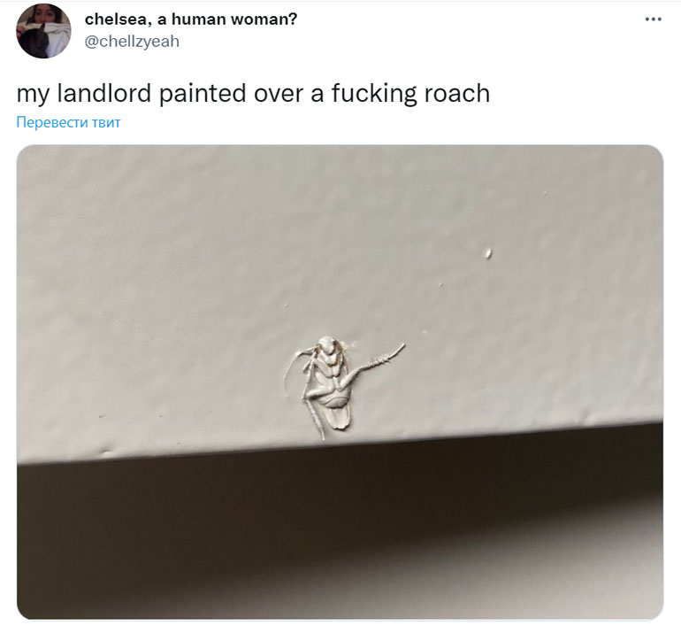 замурованный под слоем краски таракан