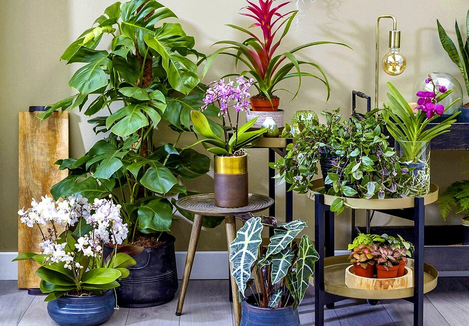 Комнатные растения, которые сложно встретить в типичной квартире. 5 экзотических экземпляров комнатные растения,цветоводство