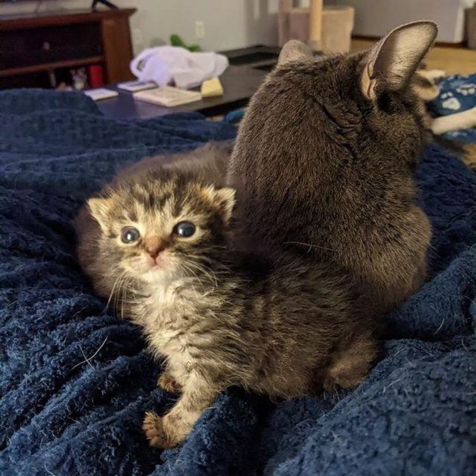 Без кота и жизнь не та