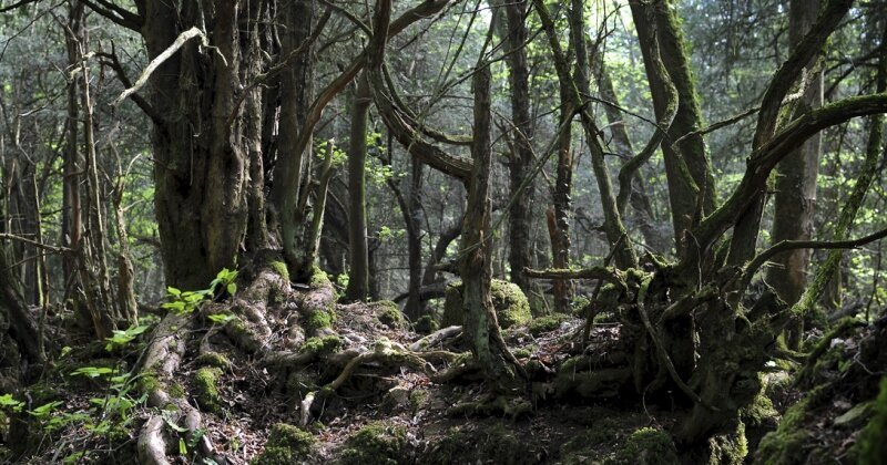 Лес Пазлвуд в Великобритании, которым вдохновлялся сам Толкиен путешествия, факты, фото