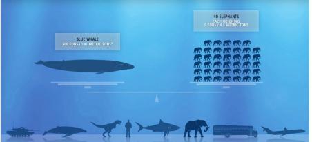 Отвечаем на очень популярный детский вопрос: «Сколько весит кит?»