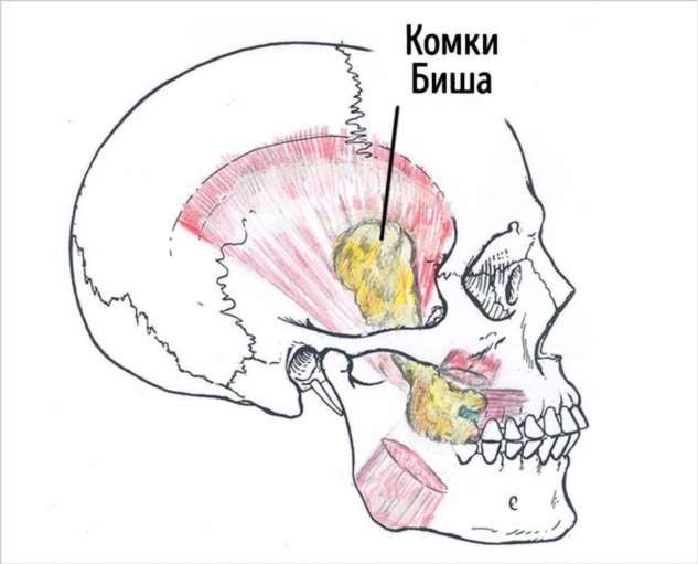 Где находятся комки биша рисунок