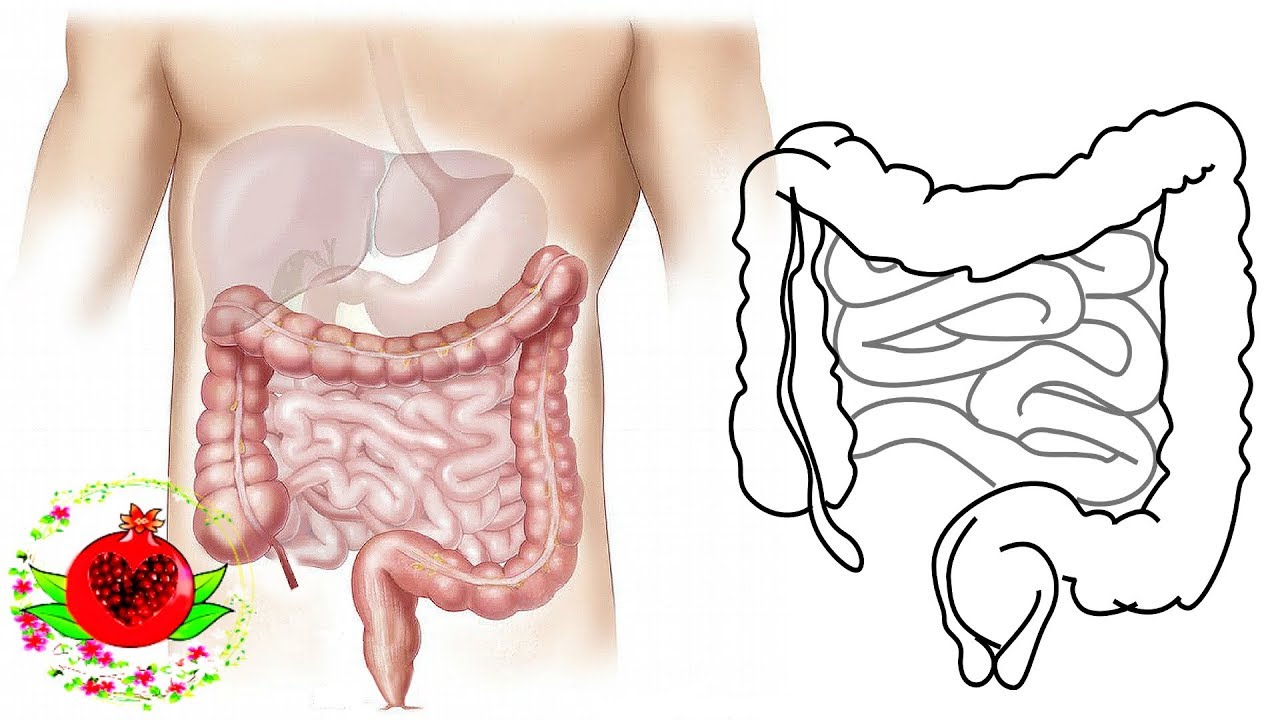 Кишки рецепт приготовления. Кишечник схематично. Чистый и грязный кишечник.