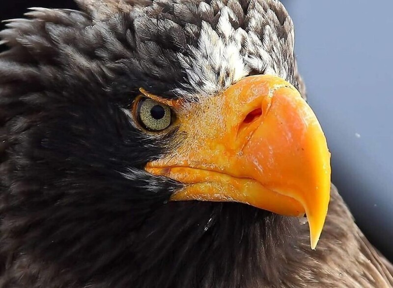 Фотография: Впечатляющие работы фотографа дикой природы Андрея Гудкова №40 - BigPicture.ru