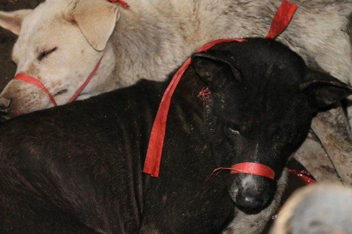 Two dogs with their muzzles tied up with red string