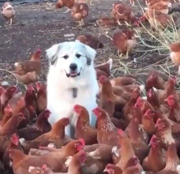 Подборка прикольных фото  (106 фото)