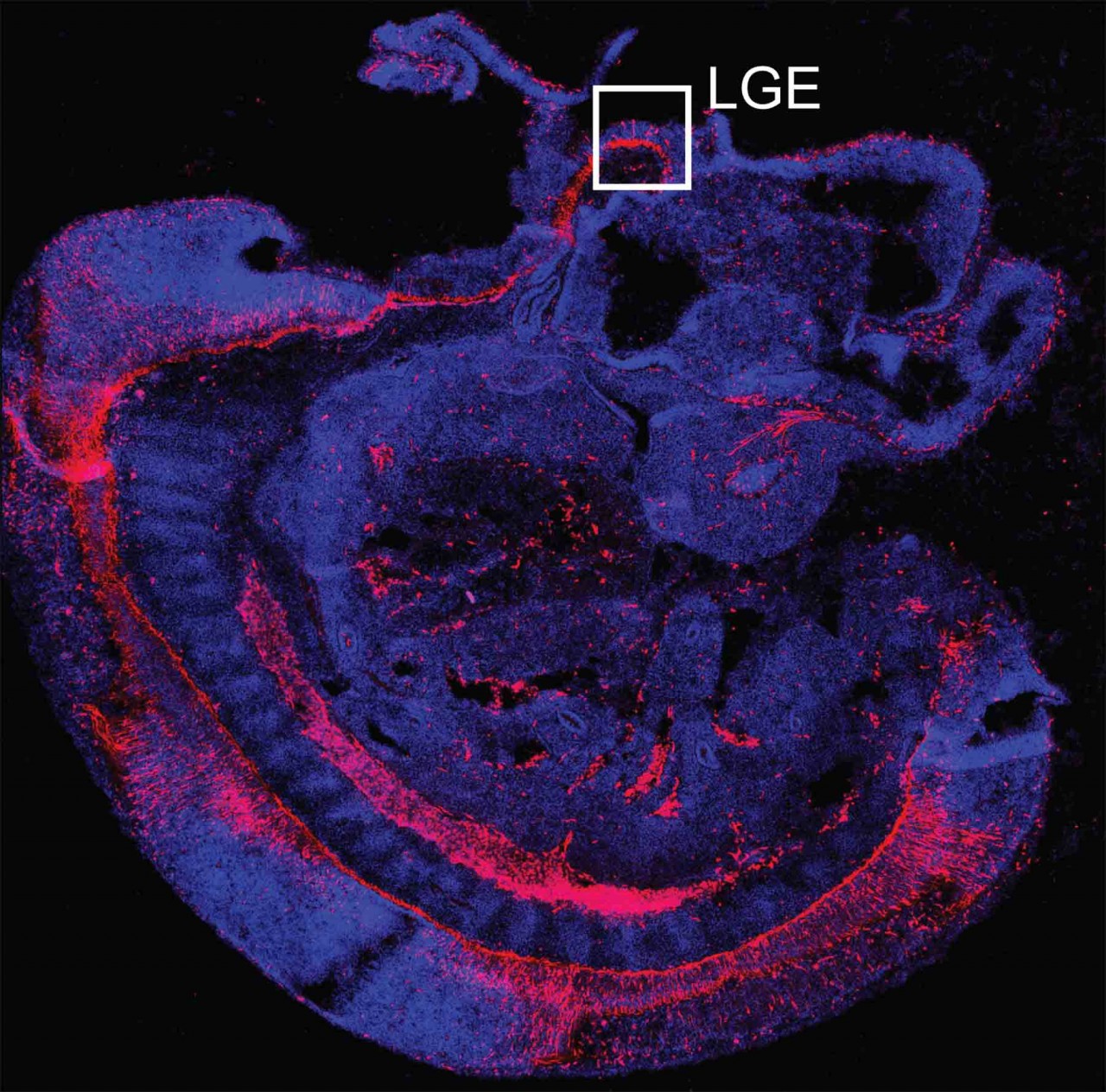 Это изображение было сделано на 10 день развития эмбриона мыши. Красным подсвечены области, в которых уже появились клетки-предшественники — они будут «засеивать» развивающийся мозг нейронами. Видна дуга нервной трубки, из которой позже сформируются спинной и головной мозг. Развитие полосатого тела начинается с активности в области, отмеченной прямоугольником, это латеральный ганглионарный бугорок.