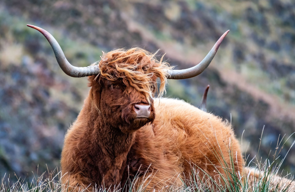 шотландской высокогорной коровой,