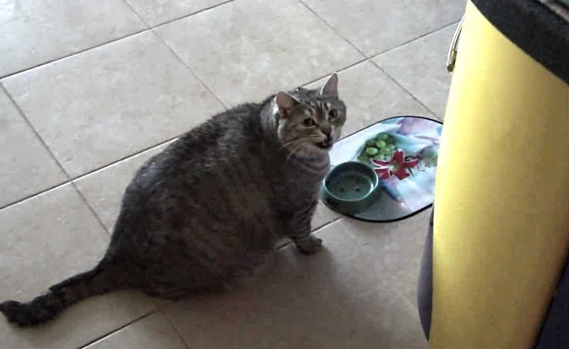 Обувь может многое рассказать о человеке. Если обувь тычится вам в бока и в лицо, то её хозяин чем-то крайне взволнован, например ...)) Обувь может многое рассказать о человеке. Если обувь тычится вам в бока и в лицо, то её хозяин чем-то крайне взволнован, например ...)) анекдоты