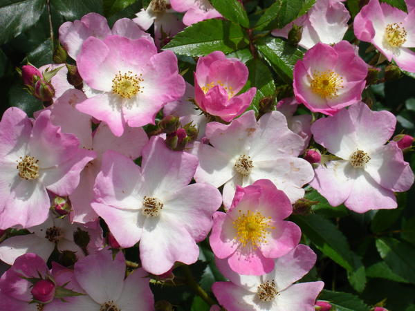 &amp;lsquo;Ballerina&amp;rsquo;