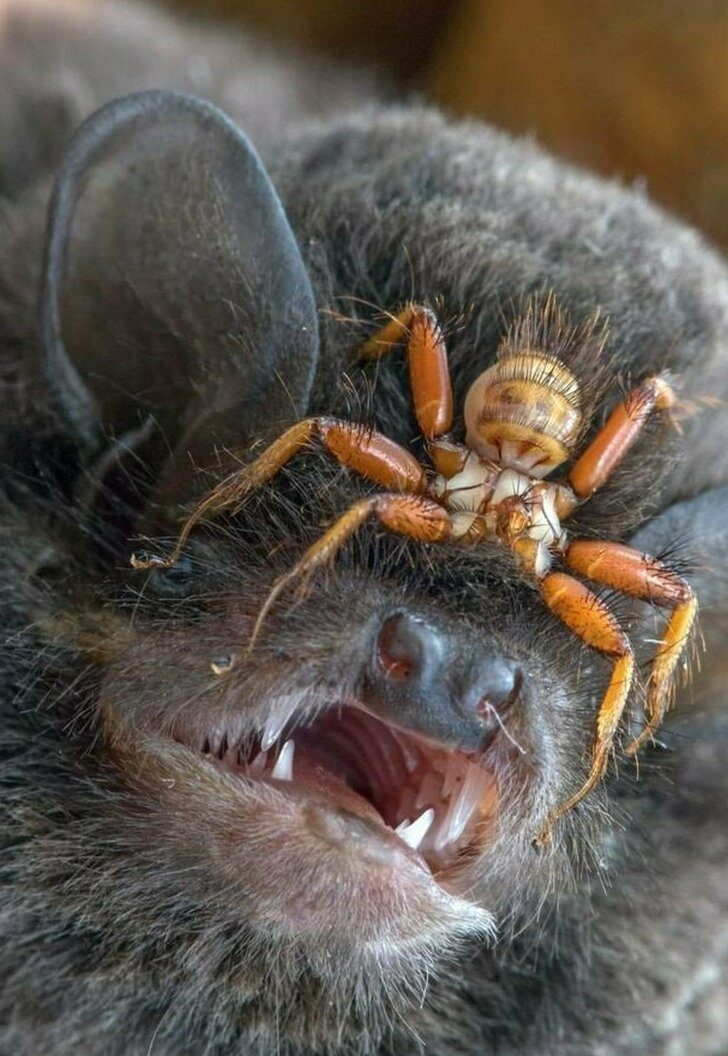 Ужасы природы, с которыми мало кто пожелал бы встретиться