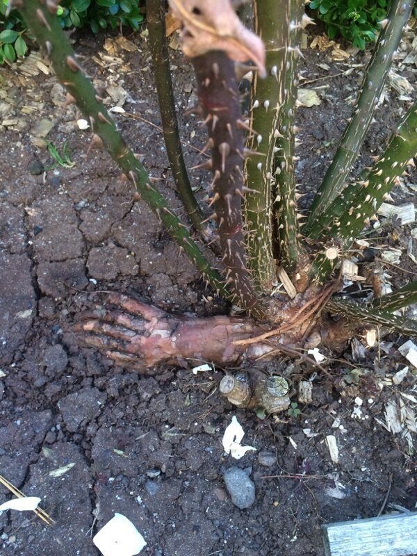 Ужасы природы, с которыми мало кто пожелал бы встретиться Ужасы природы, с которыми мало кто пожелал бы встретиться планета,природа