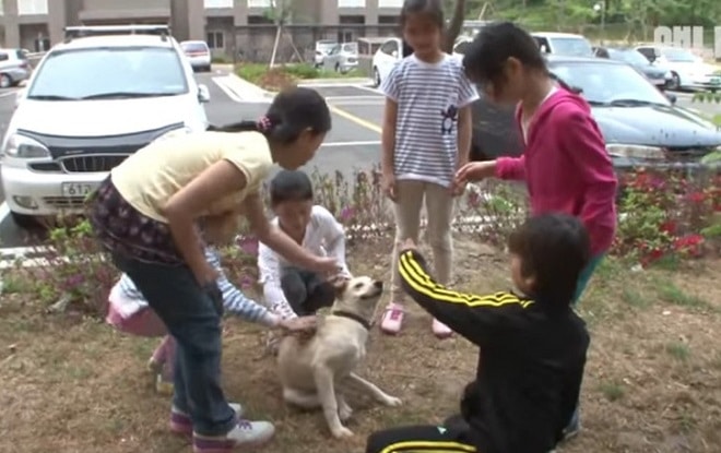 Пес смотрел на окно высотного дома, но никто не знал, почему он боится сделать шаг навстречу доброте Пес смотрел на окно высотного дома, но никто не знал, почему он боится сделать шаг навстречу доброте