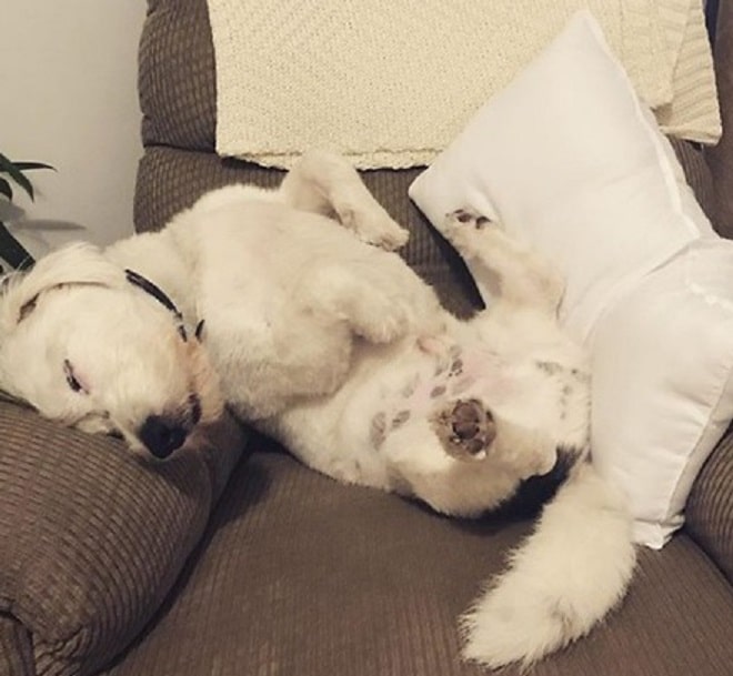 Пес на кресле