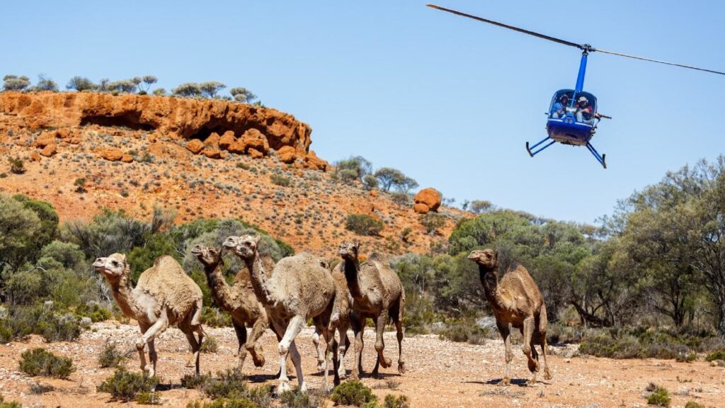 Верблюдов в Австралии больше полумиллиона, но местные жители не рады ускорению фосфорного цикла за счет кораблей пустыни. Животных в огромных количествах отстреливают с вертолетов, оставляя их туши гнить в необитаемых местах страны / ©Wikimedia Commons