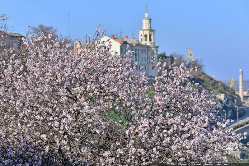 Весна в Крыму: цветущие растения Цветение, весна, крым, природа, растения, фото, цветок, цветы