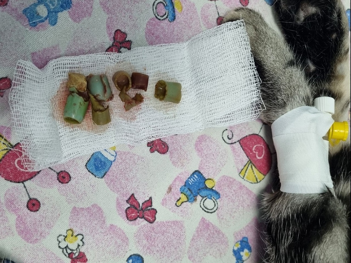 Ветеринары в Саратове спасли кота, проглотившего кусочки резинового шланга