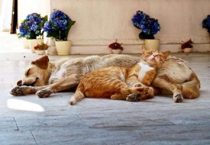 Кошки, которые настолько обнаглели, что используют собак вместо подушки Кошки, которые настолько обнаглели, что используют собак вместо подушки