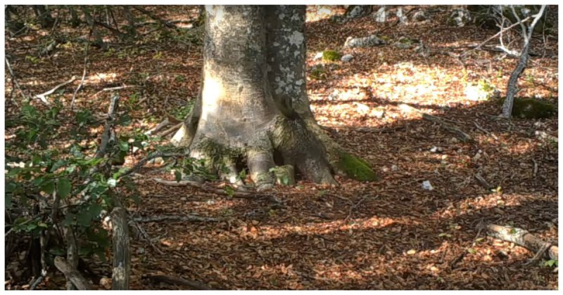 Биолог установил у дерева скрытую камеру и за год она наснимала много удивительных вещей из жизни лесных обитателей Апеннины, Биолог, видео, животные, италия, лес, позитив, скрытая камера