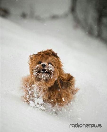 Эти смешные животные Эти смешные животные