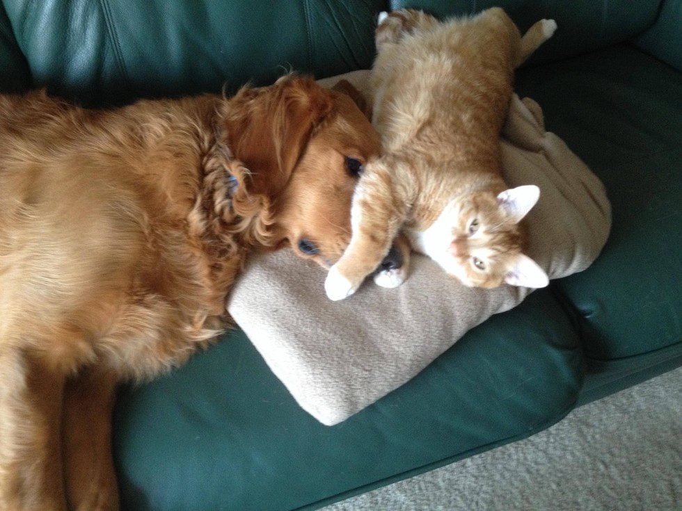catslovedogs07