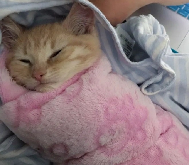 Довольный котенок