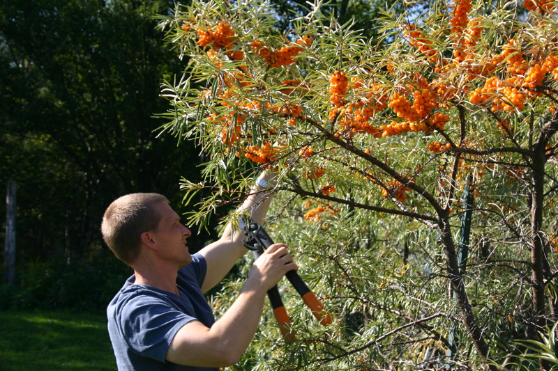 Облепиховая история история, юмор, ягода