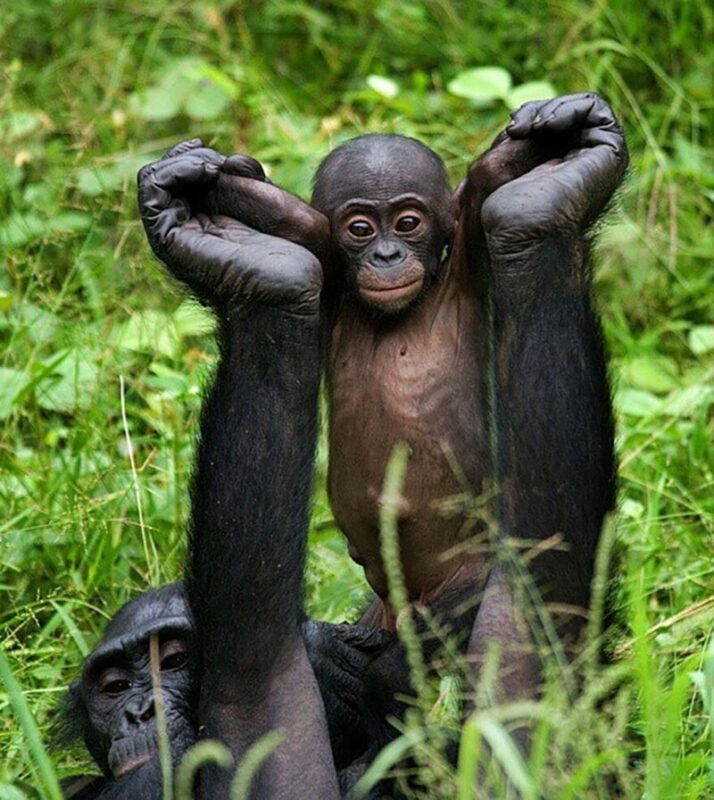 Фотография: Впечатляющие работы фотографа дикой природы Андрея Гудкова №13 - BigPicture.ru