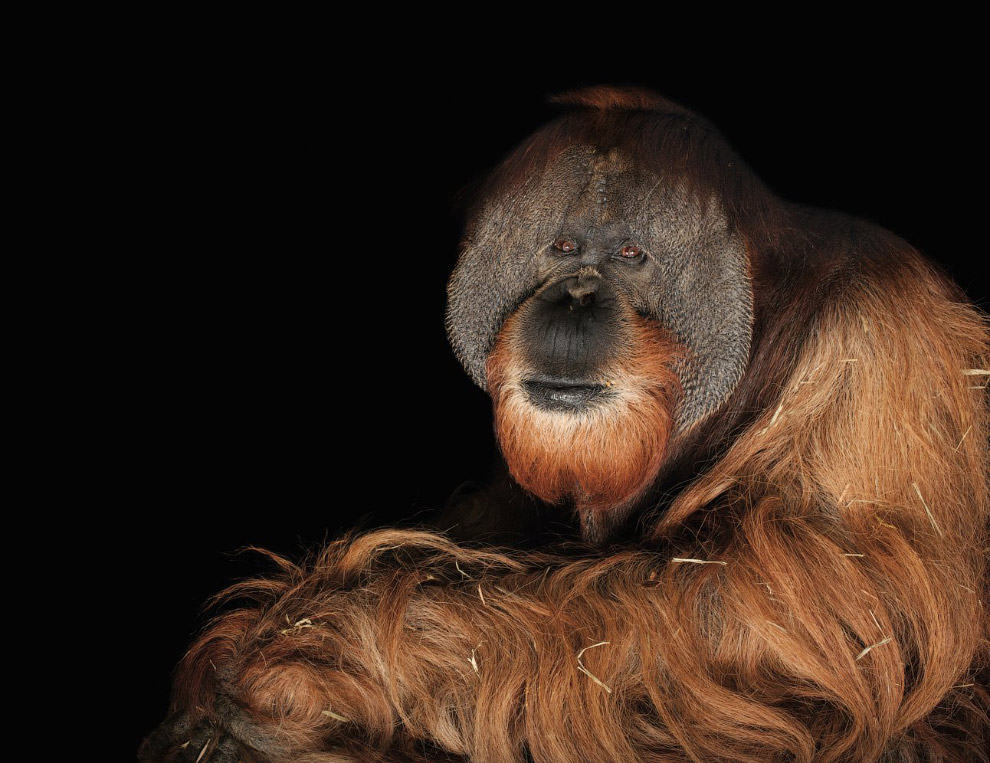 Суматранский орангутан, Pongo abelii (находящиеся на грани полного исчезновения, CR):