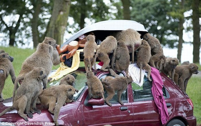 Коварные бабуины-похитители  