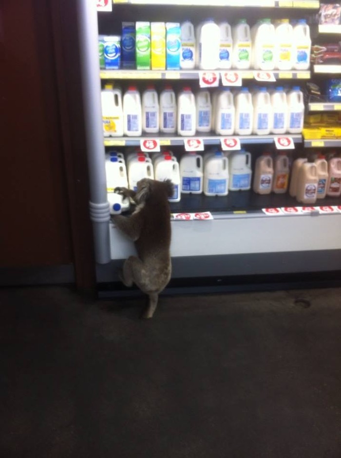 Животные Австралии, которые плевать хотели на ваши стереотипы Животные Австралии, которые плевать хотели на ваши стереотипы