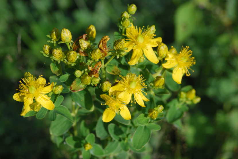 Кому лекарство, а кому - яд. Когда и для кого лекарственные травы могут быть опасны