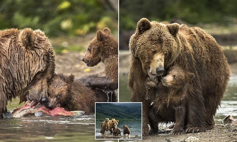 Фотограф воспользовался шансом поближе познакомиться с медвежьим семейством дикие звери, животные, лосось пошел, медведи, медведица с медвежатами, рыбная ловля, тайга, экзотика