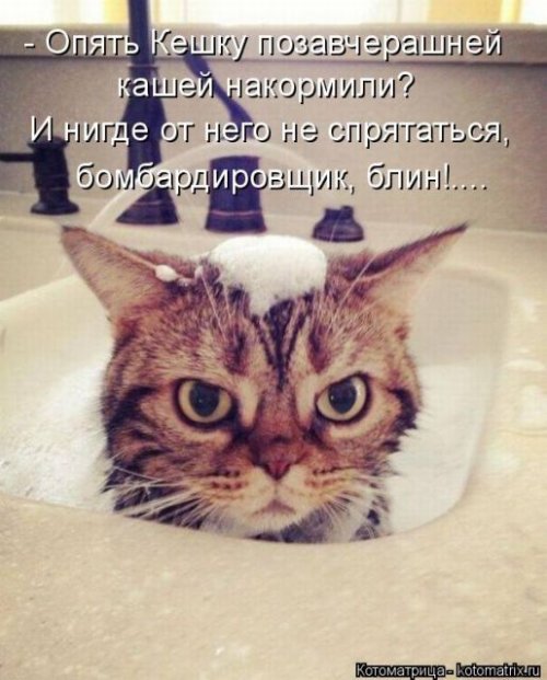 Новая котоматрица (36 фото)