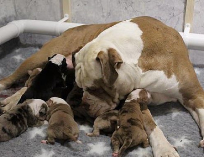 Собака ищенки