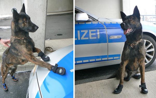 Из-за жары в Европе массово обувают полицейских собак в специальные ботиночки