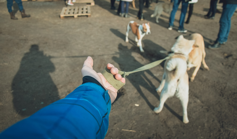 В Петрозаводске неизвестные травят собак