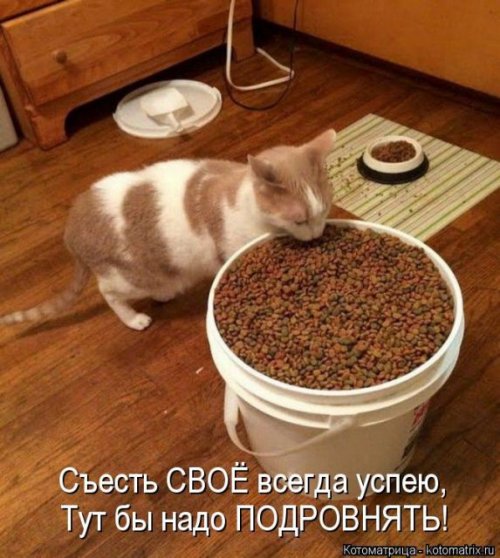 Новая котоматрица (36 фото)