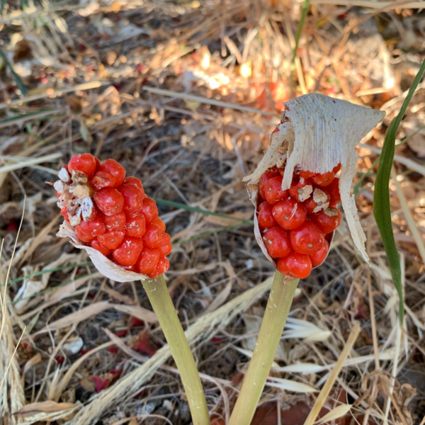 8 необычных растений с острова Крит 8 необычных растений с острова Крит интересное,природа,путешествия,растения