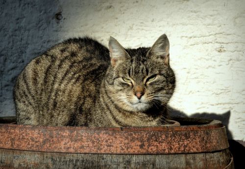 «Кошачий призыв» животные,Зверушки,зверюшки,история,Котики,курьезы,питомцы,факты